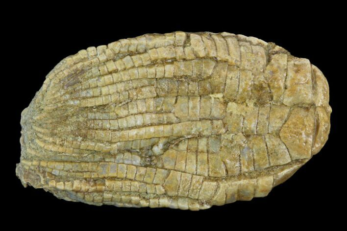 Fossil Crinoid (Zeacrinites) - Alabama #122387
